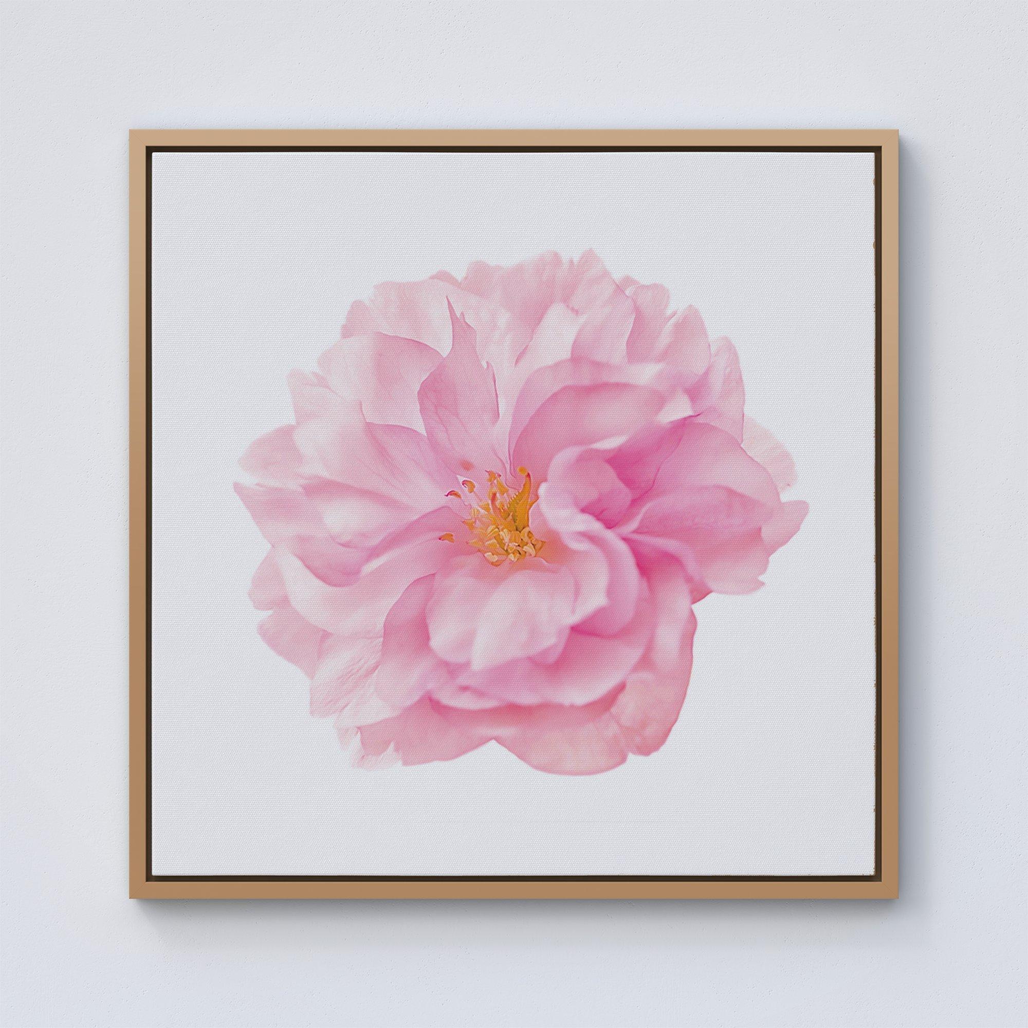 Single Cherry Blossom Framed Canvas